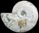 Wide Polished Ammonite Fossil Dish #49779-1